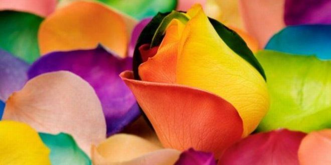 آتلیه عروس نگین