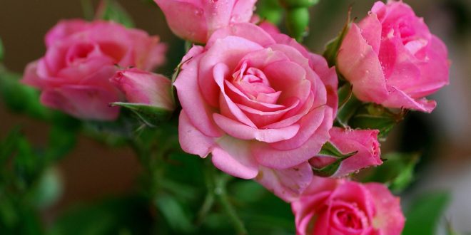 آتلیه عروس فتو ایده آل