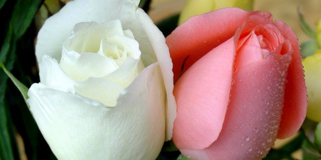 آتلیه ستارگان